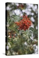 Fruits of the seabuckthorn-Nadja Jacke-Stretched Canvas