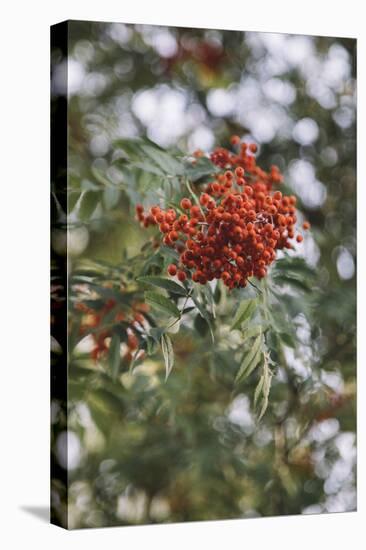 Fruits of the seabuckthorn-Nadja Jacke-Stretched Canvas