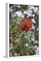 Fruits of the seabuckthorn-Nadja Jacke-Framed Photographic Print