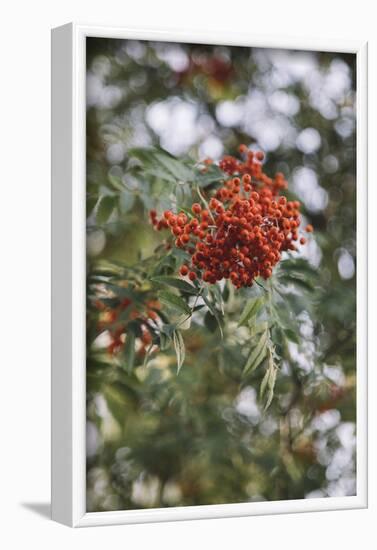 Fruits of the seabuckthorn-Nadja Jacke-Framed Photographic Print