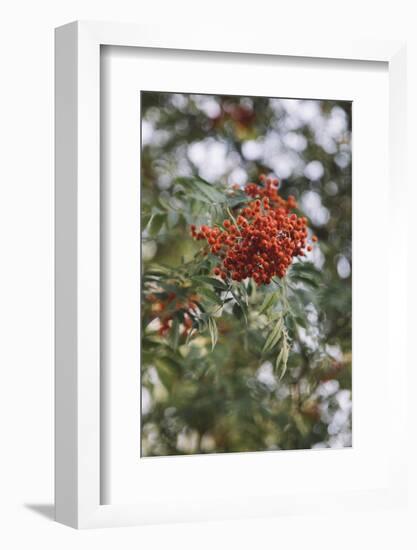 Fruits of the seabuckthorn-Nadja Jacke-Framed Photographic Print