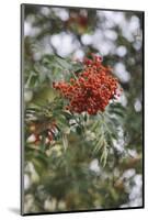 Fruits of the seabuckthorn-Nadja Jacke-Mounted Photographic Print