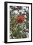 Fruits of the seabuckthorn-Nadja Jacke-Framed Photographic Print