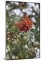 Fruits of the seabuckthorn-Nadja Jacke-Mounted Photographic Print