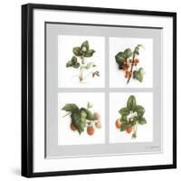 Fruits Rouges-Vincent Jeannerot-Framed Art Print