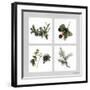 Fruits Violets-Vincent Jeannerot-Framed Art Print