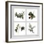 Fruits Violets-Vincent Jeannerot-Framed Art Print