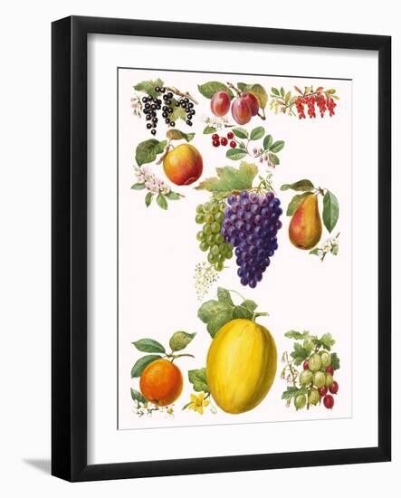 Fruits-English School-Framed Giclee Print