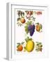 Fruits-English School-Framed Giclee Print