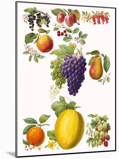 Fruits-English School-Mounted Giclee Print