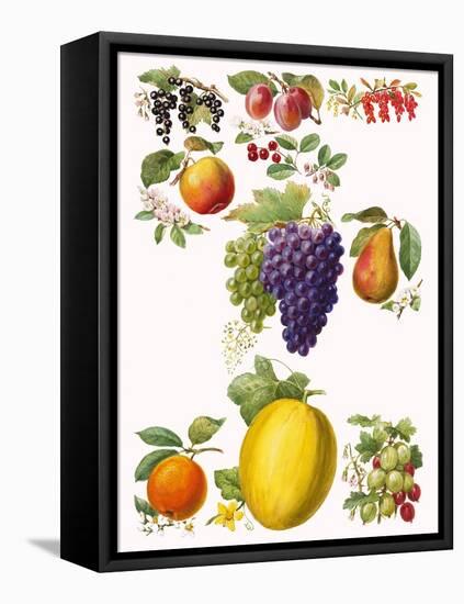 Fruits-English School-Framed Stretched Canvas