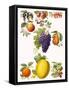 Fruits-English School-Framed Stretched Canvas