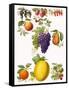 Fruits-English School-Framed Stretched Canvas