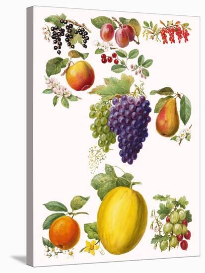 Fruits-English School-Stretched Canvas