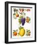 Fruits-English School-Framed Giclee Print