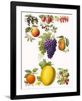 Fruits-English School-Framed Giclee Print