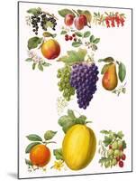 Fruits-English School-Mounted Giclee Print