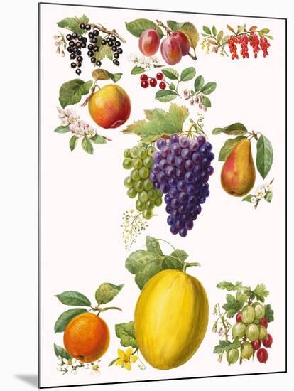 Fruits-English School-Mounted Giclee Print