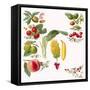 Fruits-English School-Framed Stretched Canvas