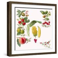 Fruits-English School-Framed Giclee Print