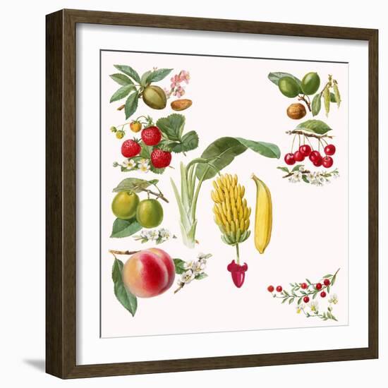 Fruits-English School-Framed Giclee Print