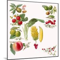 Fruits-English School-Mounted Giclee Print