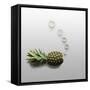 Fruity Fish-Fisher Photostudio-Framed Stretched Canvas