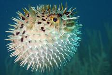 Blowfish or Diodon Holocanthus Underwater in Ocean-ftlaudgirl-Mounted Photographic Print