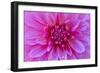 Fuchia-Pink Dahlia-Cora Niele-Framed Giclee Print