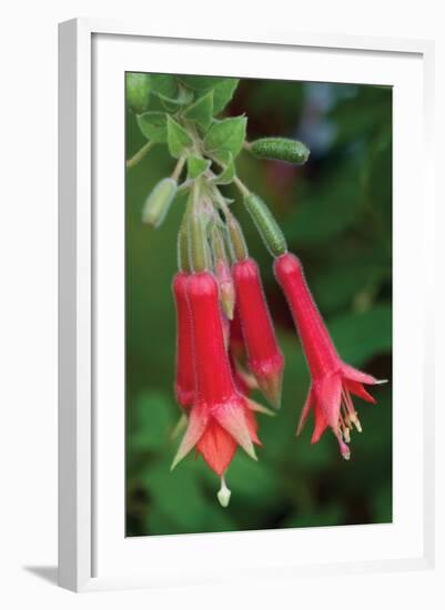 Fuchsia Bloom I-Erin Berzel-Framed Photographic Print