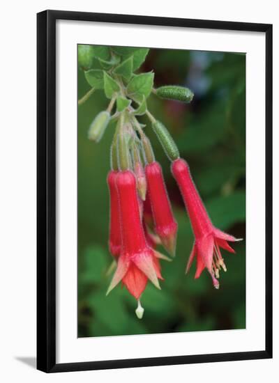 Fuchsia Bloom I-Erin Berzel-Framed Photographic Print