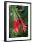 Fuchsia Bloom I-Erin Berzel-Framed Photographic Print