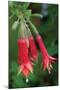 Fuchsia Bloom I-Erin Berzel-Mounted Photographic Print