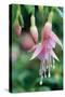 Fuchsia Bloom II-Erin Berzel-Stretched Canvas