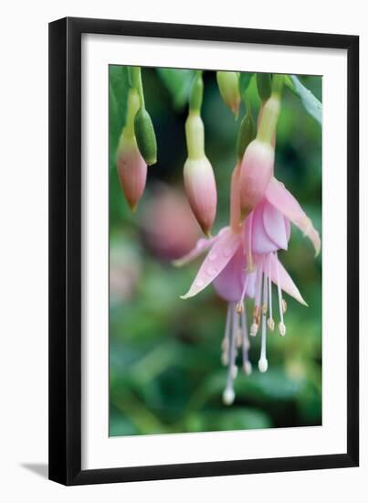 Fuchsia Bloom II-Erin Berzel-Framed Photographic Print