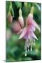 Fuchsia Bloom II-Erin Berzel-Mounted Photographic Print