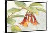 Fuchsia Blooms I-Megan Meagher-Framed Stretched Canvas