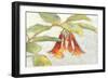 Fuchsia Blooms I-Megan Meagher-Framed Art Print