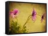 Fuchsia Daisy I-Honey Malek-Framed Stretched Canvas