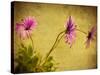 Fuchsia Daisy I-Honey Malek-Stretched Canvas