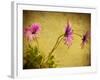 Fuchsia Daisy I-Honey Malek-Framed Photographic Print