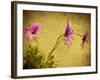 Fuchsia Daisy I-Honey Malek-Framed Photographic Print