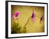 Fuchsia Daisy I-Honey Malek-Framed Photographic Print