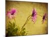 Fuchsia Daisy I-Honey Malek-Mounted Photographic Print