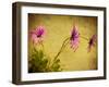 Fuchsia Daisy I-Honey Malek-Framed Photographic Print