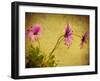 Fuchsia Daisy I-Honey Malek-Framed Photographic Print