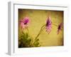 Fuchsia Daisy I-Honey Malek-Framed Photographic Print