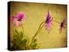 Fuchsia Daisy I-Honey Malek-Stretched Canvas