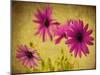 Fuchsia Daisy II-Honey Malek-Mounted Photographic Print