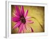 Fuchsia Daisy III-Honey Malek-Framed Photographic Print